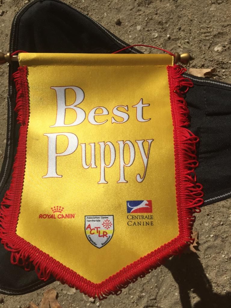 Du Patus Des Granges - Rony meilleure puppy